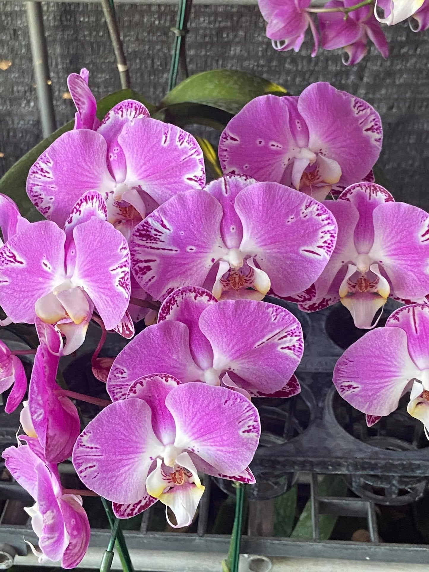 Phalaenopsis