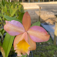 Mini Cattleya