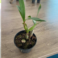Dendrobium (Coelogyne) sp