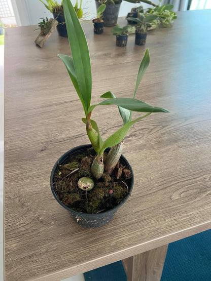 Dendrobium (Coelogyne) sp