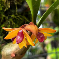 Dendrobium (Coelogyne) sp