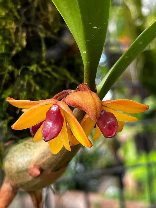 Dendrobium (Coelogyne) sp