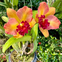 Rhyncholaeliocattleya River Kwai Rainbow