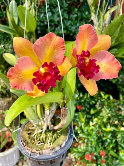 Rhyncholaeliocattleya River Kwai Rainbow