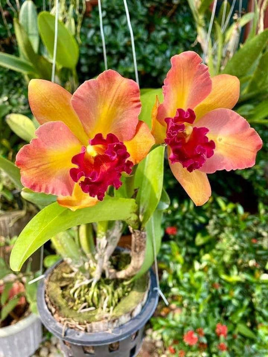 Rhyncholaeliocattleya River Kwai Rainbow