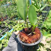 Cattleya deckeri alba