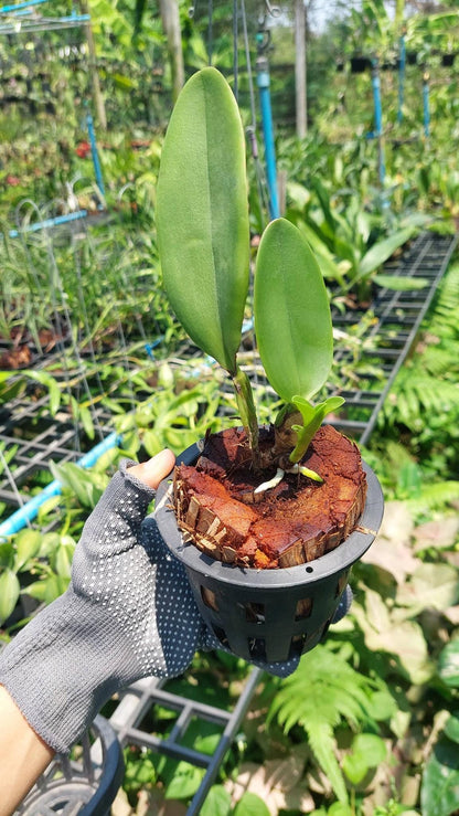 Cattleya deckeri alba