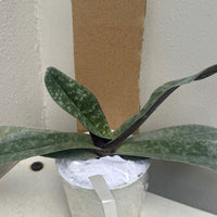 Paphiopedilum myanmaricum 1
