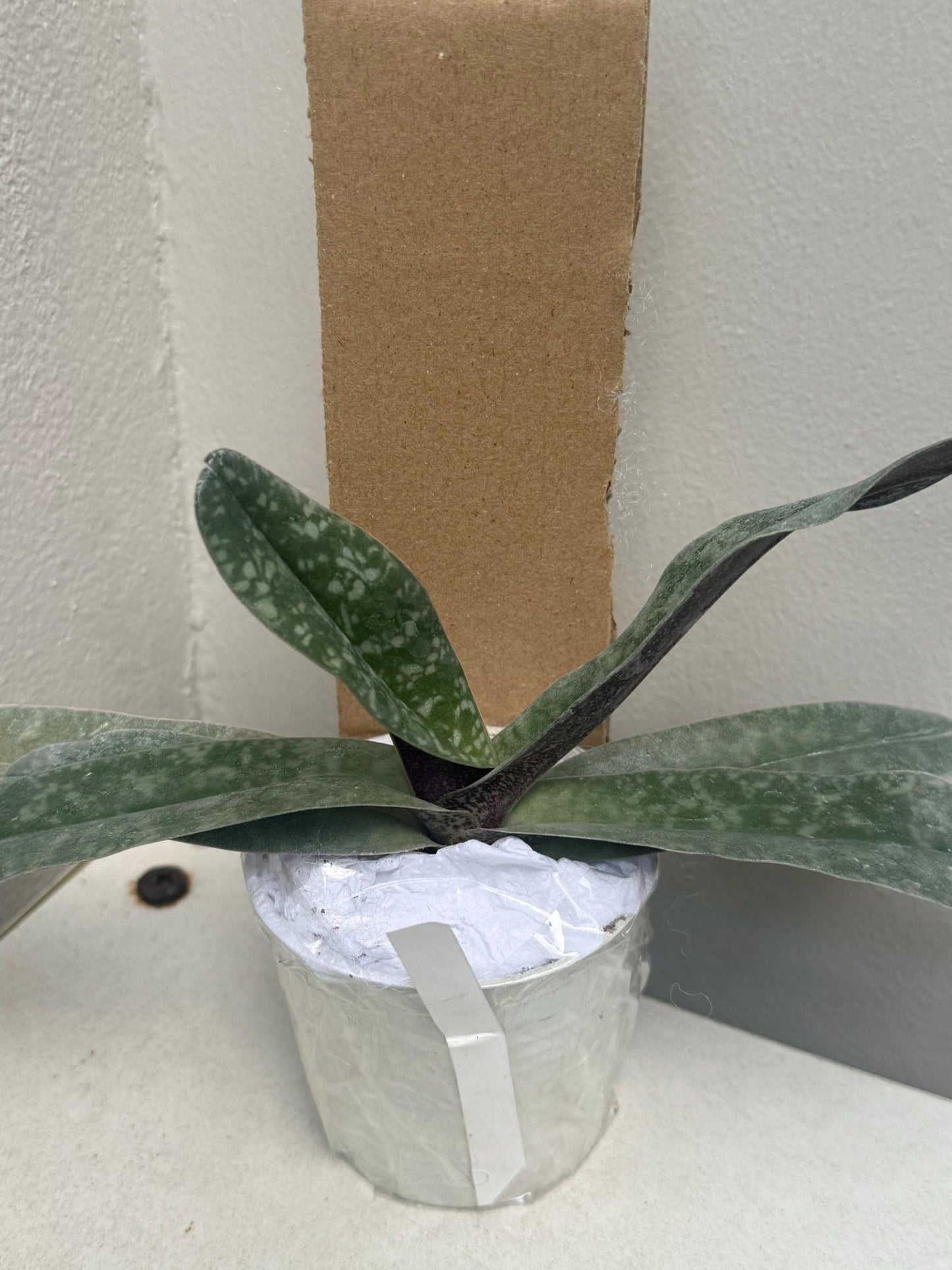 Paphiopedilum myanmaricum 1