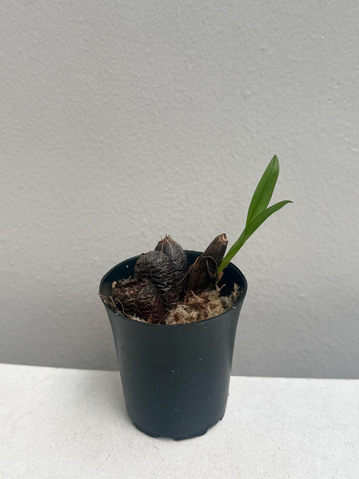 Eria praecox