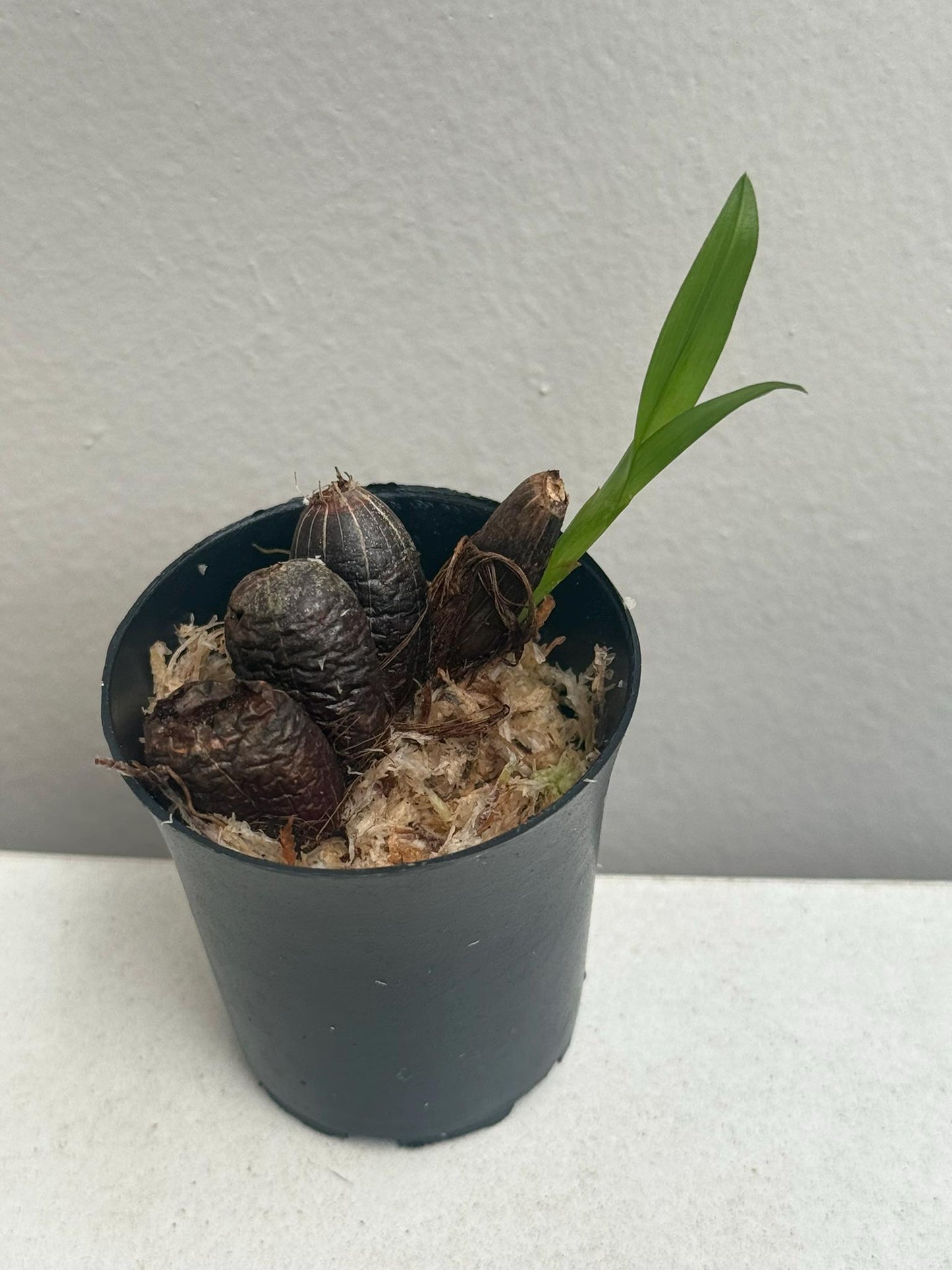 Eria praecox