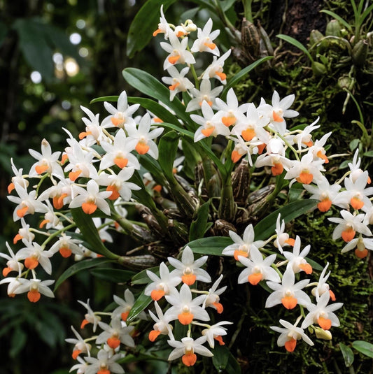 Eria praecox