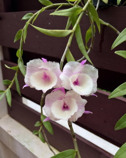 Dendrobium aphyllum trilabelo