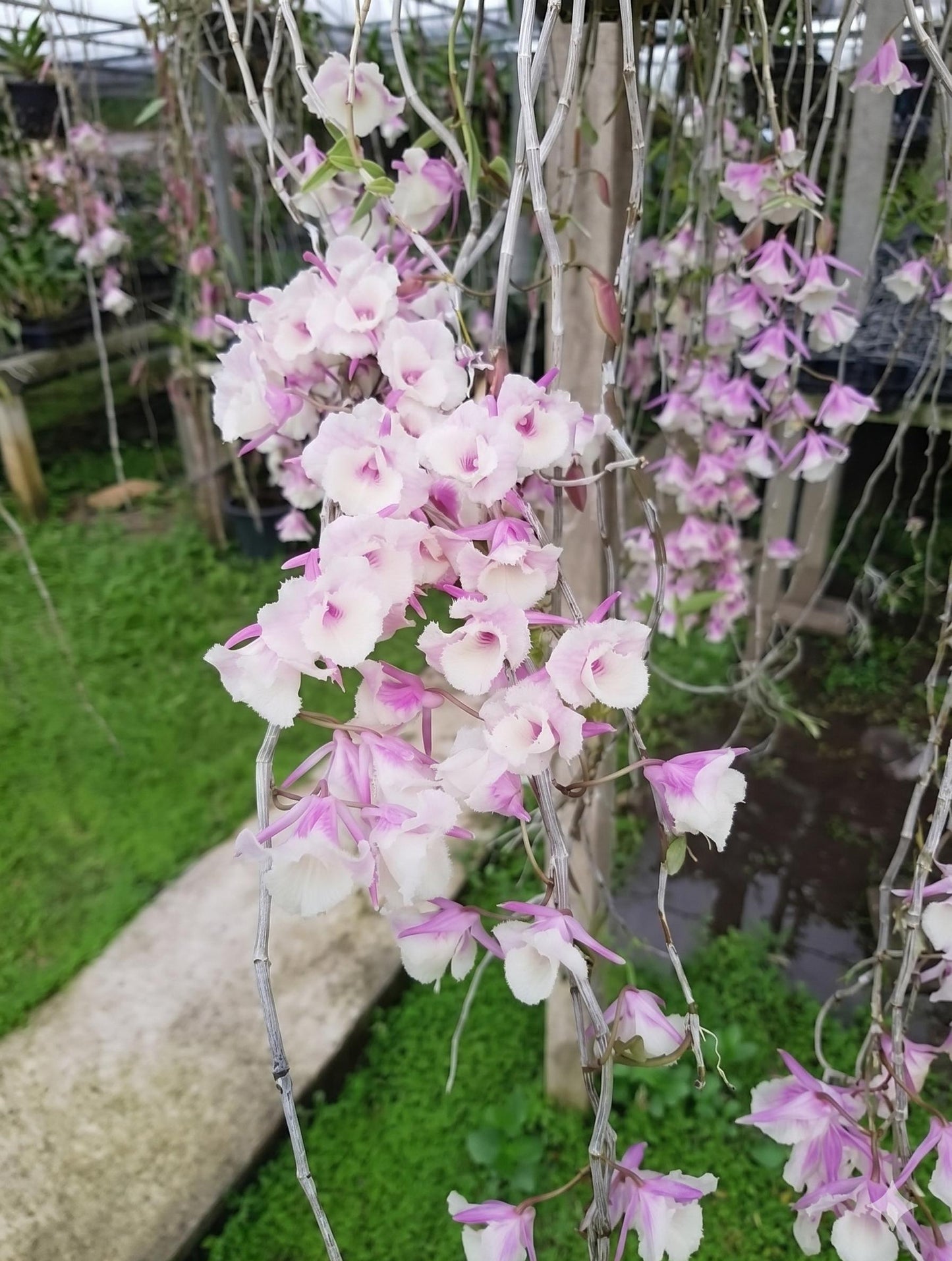 Dendrobium aphyllum trilabelo