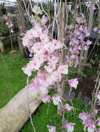 Dendrobium aphyllum trilabelo