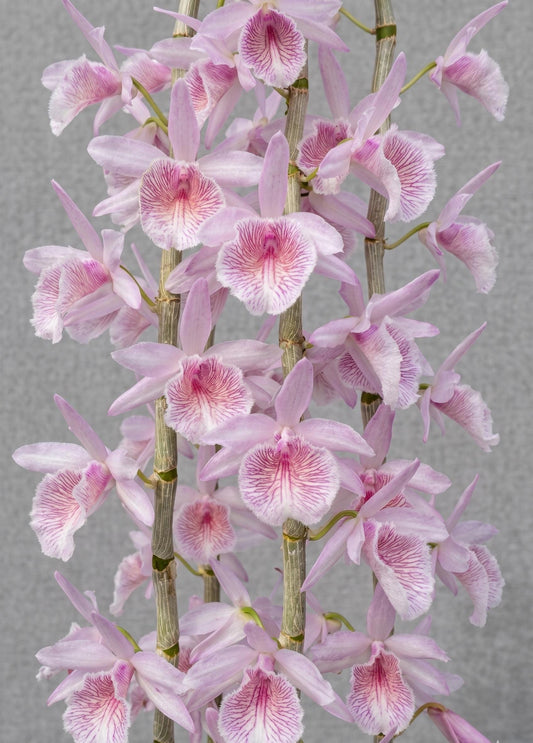 Dendrobium Mentor