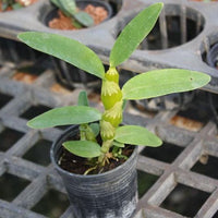 Dendrobium Yellow Bird