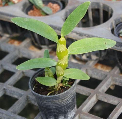 Dendrobium Yellow Bird