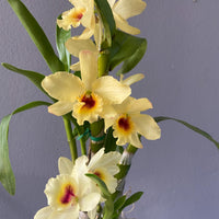 Dendrobium Yellow Bird