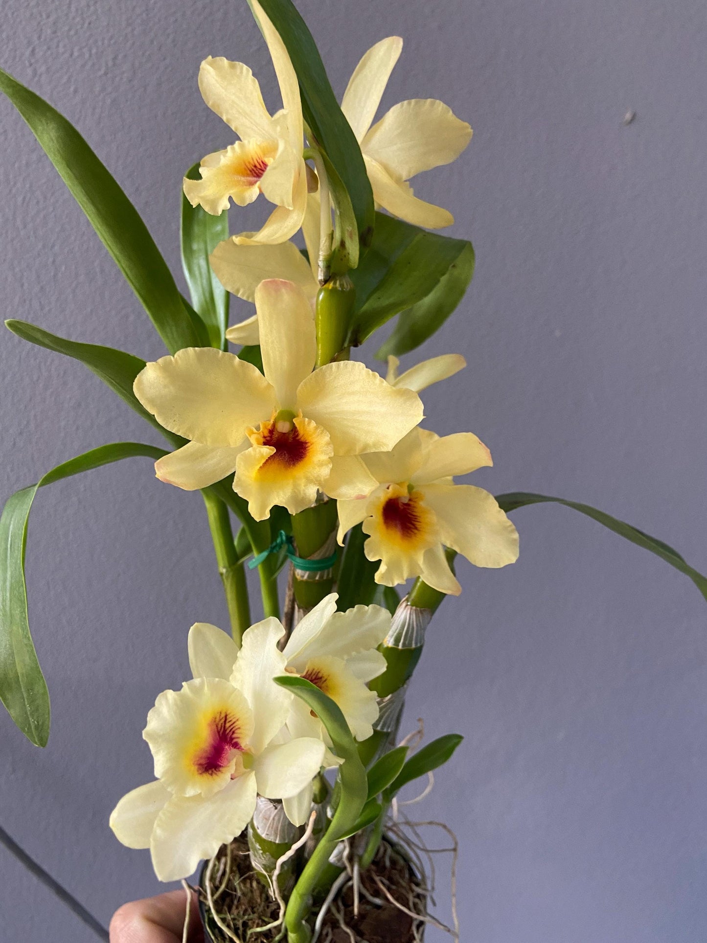Dendrobium Yellow Bird