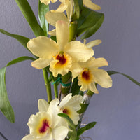 Dendrobium Yellow Bird