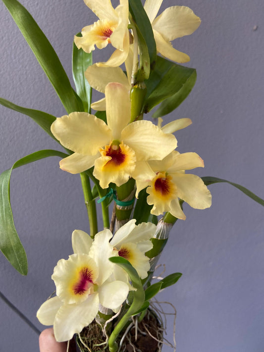 Dendrobium Yellow Bird
