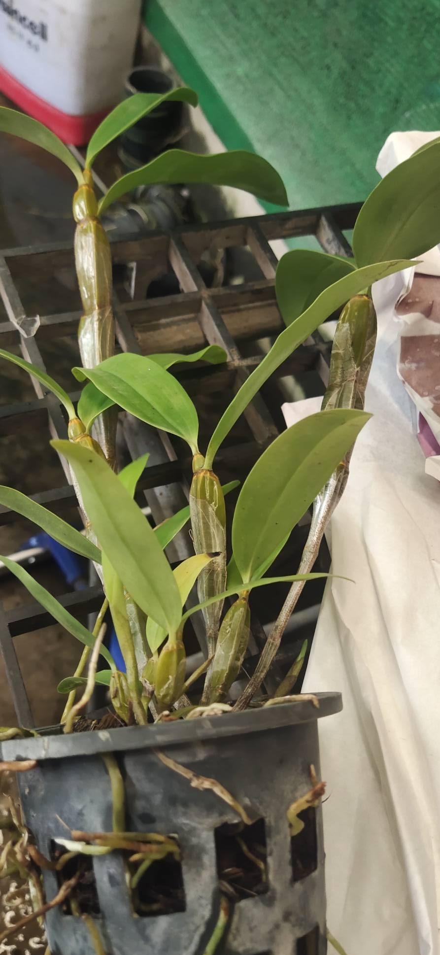 Dendrobium farmeri