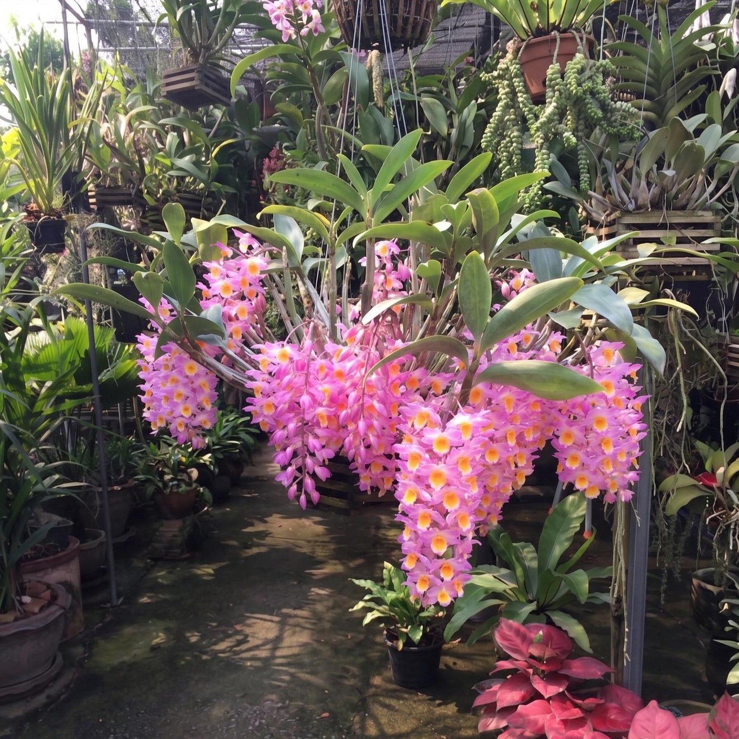 Dendrobium farmeri