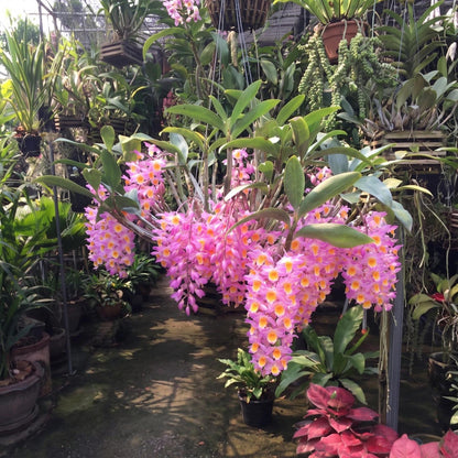 Dendrobium farmeri