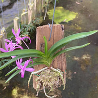 Neofinetia falcata (Blue)