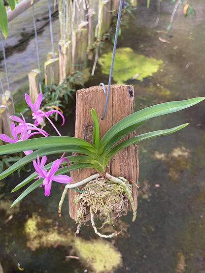 Neofinetia falcata (Blue)