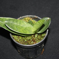 Paphiopedilum superbiens