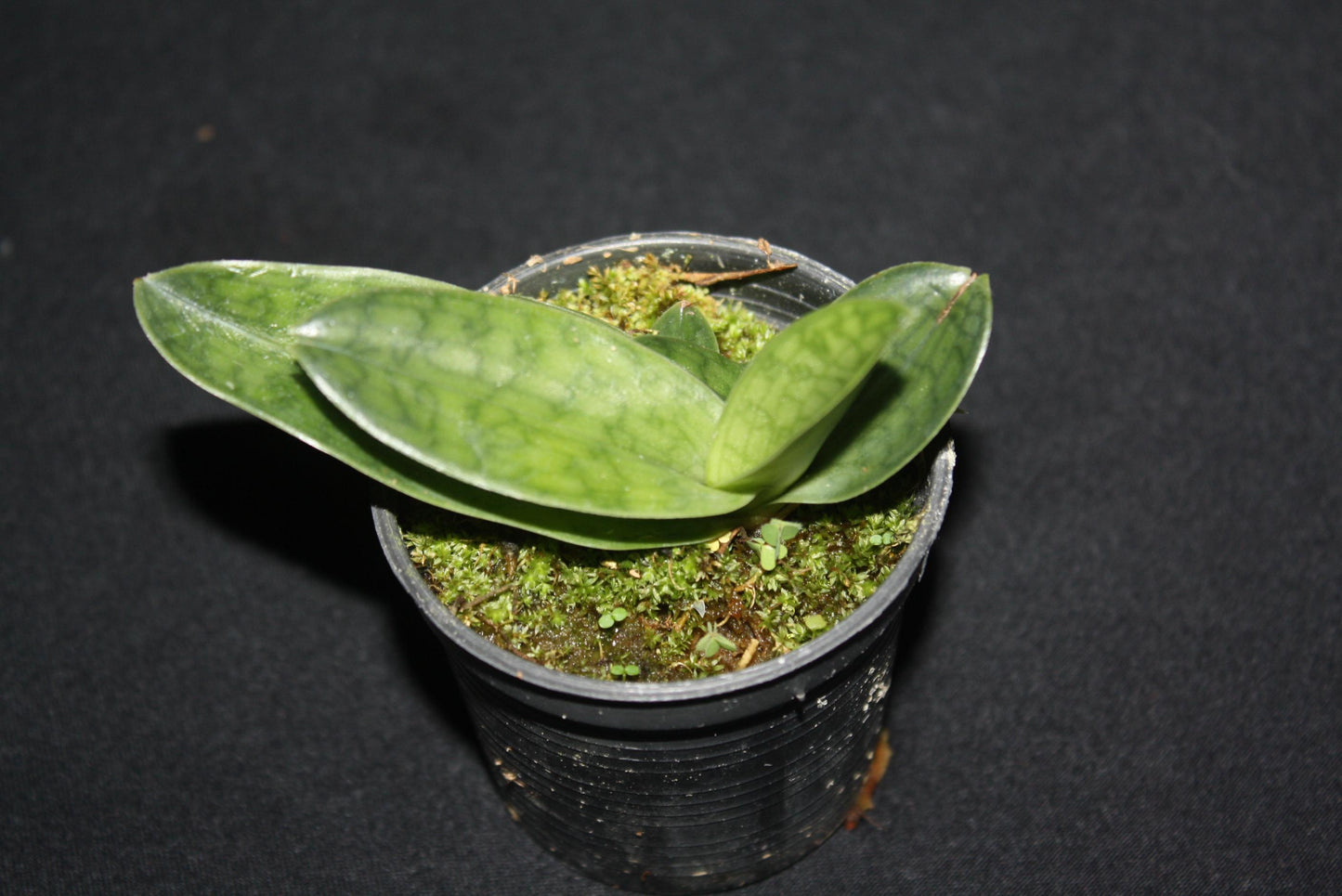 Paphiopedilum superbiens