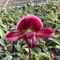 Paphiopedilum Maudiae Red