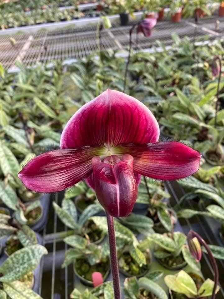 Paphiopedilum Maudiae Red