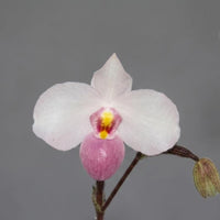 Paphiopedilum delenatii