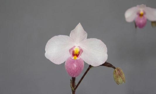Paphiopedilum delenatii