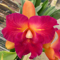 Rhyncholaeliocattleya Chunfong Little Sun