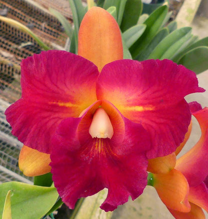 Rhyncholaeliocattleya Chunfong Little Sun