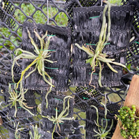 Chiloschista javanica