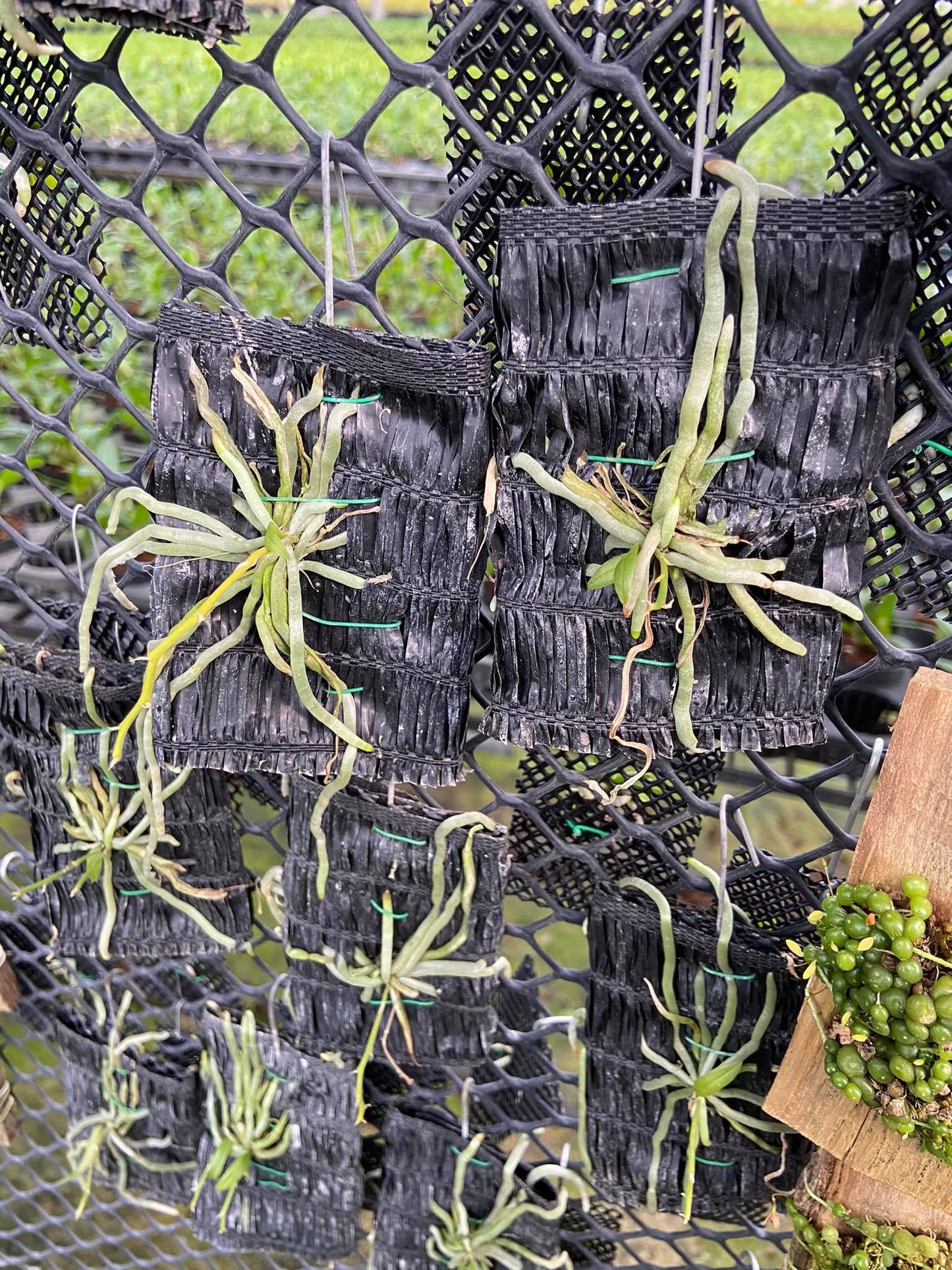 Chiloschista javanica