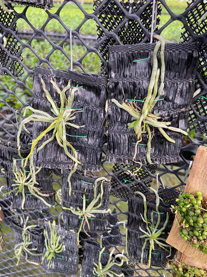 Chiloschista javanica
