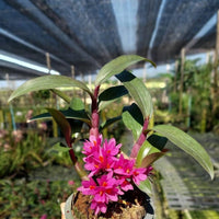 Dendrobium Hibiki