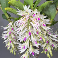 Dendrobium amethystoglossum