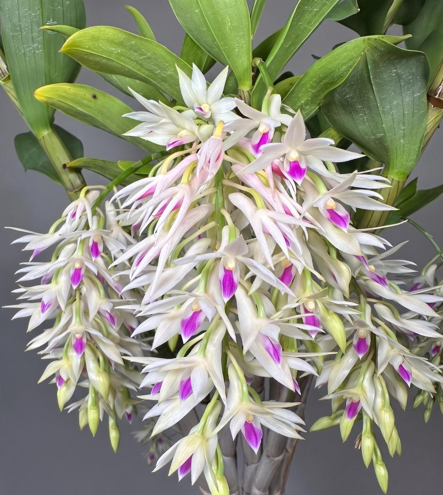 Dendrobium amethystoglossum