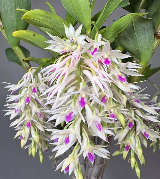 Dendrobium amethystoglossum