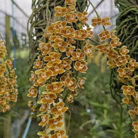 Chiloschista javanica