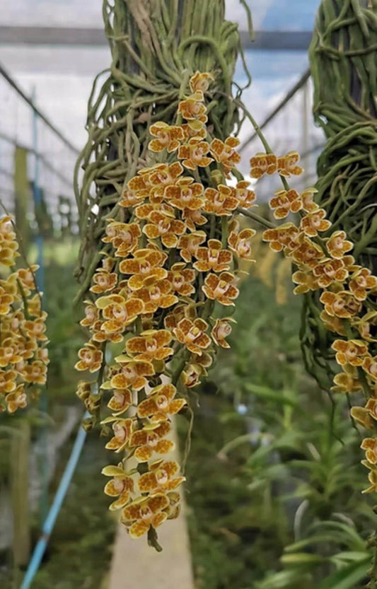 Chiloschista javanica