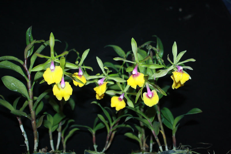Epicattleya René Marqués (Epc. René Marqués)'Flamethrower'  1 Plant Orchid Cattleya ,Epidendrum