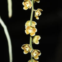 Chiloschista extinctoriformis